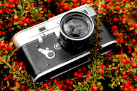 Elite Vintage camera berries small